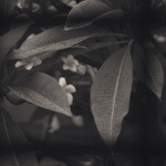 Garden of Memories | A Short Story About Memory and Loss
