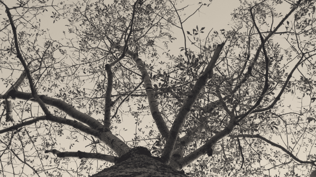 A picture of a tree from below, showing the branches and leaves spreading out as if covering the sky. Transparent Leaves - An original short story on life and death.