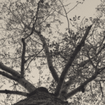 A picture of a tree from below, showing the branches and leaves spreading out as if covering the sky. Transparent Leaves - An original short story on life and death.
